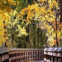 Tamara Baugh Brissett