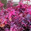 Paloma Hervás Benito