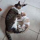 Samuel Machado Urgiles