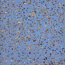 Angela Pulido Castro