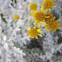 Débora Silva Carvalho