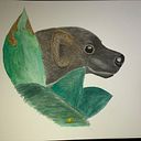 Juan Carlos Narváez Dobronski