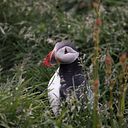 Playful Puffin
