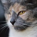 toledoreyeskatherine