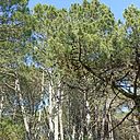 Beatriz Santomé Cha