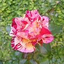 Cinthia Veronica Diaz Monterroso