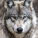 Jesús Goyeneche Wilches