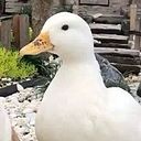 วิทวัส นะ