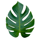 Kulisara Koltai
