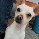 David Leonardo Torres Flores