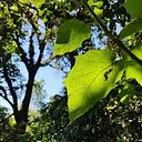 Andrea Redondo Flames