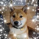 betti_com