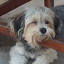 Alessandro Barnet Sierra