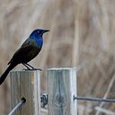grackle
