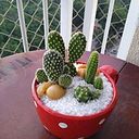 Denise Duarte de Oliveira