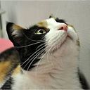 Τίνα Πανταζέλου