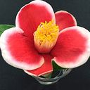 Margarete Froelicher