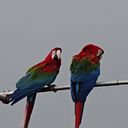 Luís "El Pepe" Bolívar Fioretti