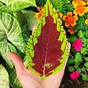 Valeria Acuña Orellana