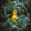 Ma. Alejandra Montoya G