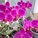 Ana Teresa Espinosa De Los Monteros Schober