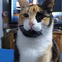 Fernando Zúñiga Araya