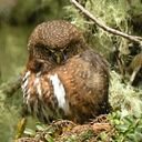 Herman Venegas Paniagua