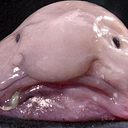 fish4129