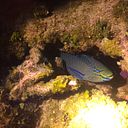 Luis Fernando Barrios