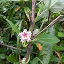 laura fernandez bidondo