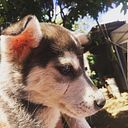 Josué Isaac Rosales Agustín