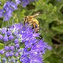 mollibelle