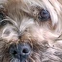 Pedro Francisco Condés