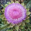 Silvia Pimentel-Matheu