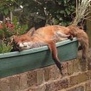 Maria Agustina Beltrame