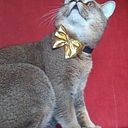 Anastasia Zakalashvili