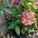 Letizia Palmeri-Iamonico