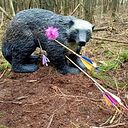 Angelique van Alebeek