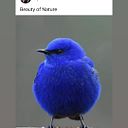 veronique_karabedow_1