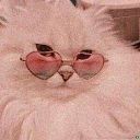 fancy_cat