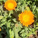 Norma Turiel Villegas