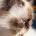 Marité Ramirez Piñeiro