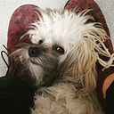 Simona Cherbeleață