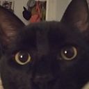 emiliapetrelledecastro