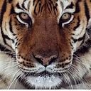 Felipe Bogotá Alvarez