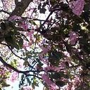 Claudia Sanchez Barrios