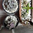 Moramay Contreras Díaz