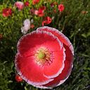 Annette Hexelschneider