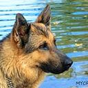 Mycrea Pons