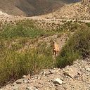 Silvia Elvira Palombo